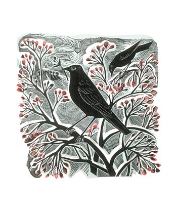 'Blackbird and Berries II' by Angela Harding (A889w) 