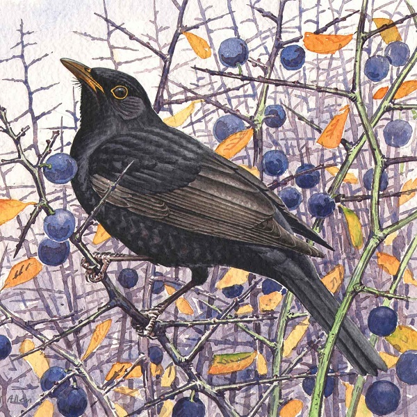 'Blackbird' by Richard Allen (Q176) * 