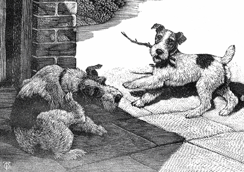 'Fox Terriers Before and After Bob Martin's, 1935' by Charles Tunnicliffe OBE RA (C414) *