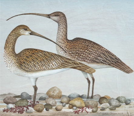 'Two Curlews' by Harriet Bane (B494) *