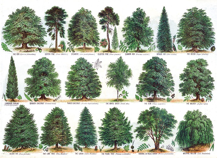 'Our British Forest Trees' by (Unknown) (V035) 