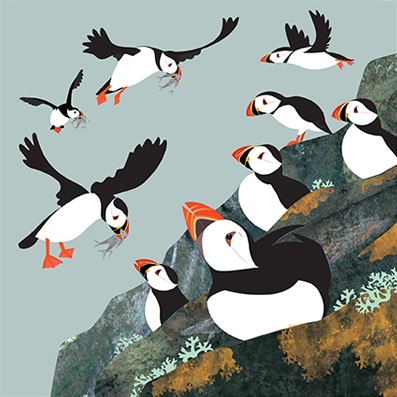 'Puffin Colony' by Rachel Hudson (T071) NEW