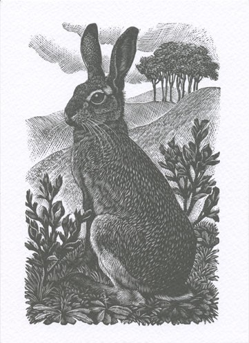 'Sitting Hare, 1949' by Charles Tunnicliffe (B264) 