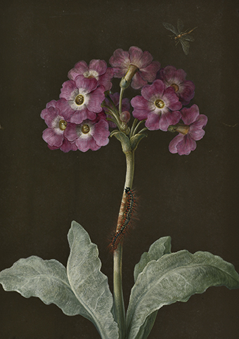 'Primula with caterpillar on its stalk and dragonfly' by Maria Sibylla Merian (1647 - 1717) (C602) The Courtauld Collection