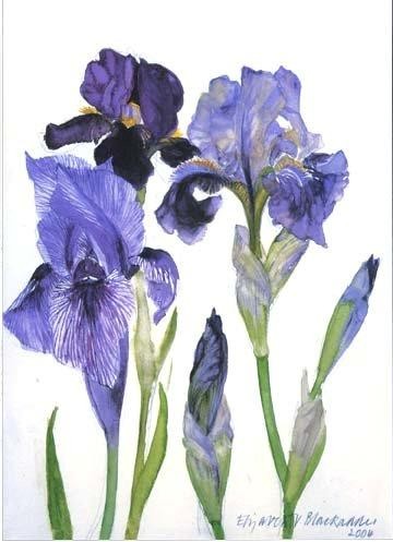 'Three Irises' by Dame Elizabeth Blackadder (B074) 