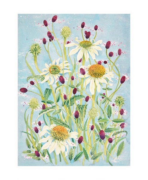 'Echinacea and Sanguisorba' by Angie Lewin (A008) NEW 