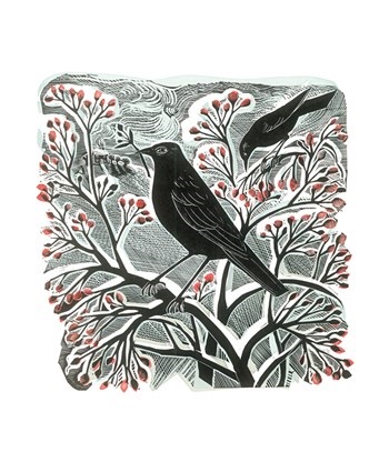 'Blackbird and Berries II' by Angela Harding (A889w) (AH3006x)
