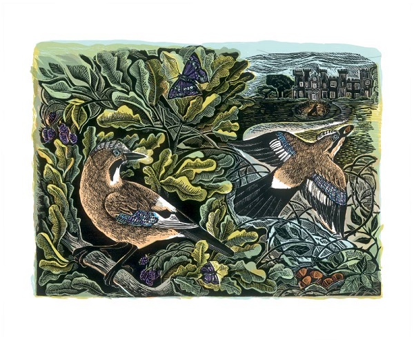 'Knepp Jay and Oak Tree' by Angela Harding (A070) (AH3166)