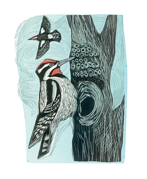 'Lesser Spotted Woodpecker' by Angela Harding (A916) (AH3043)