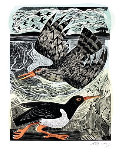 'Redshank and Oystercatcher' by Angela Harding (V001) NEW