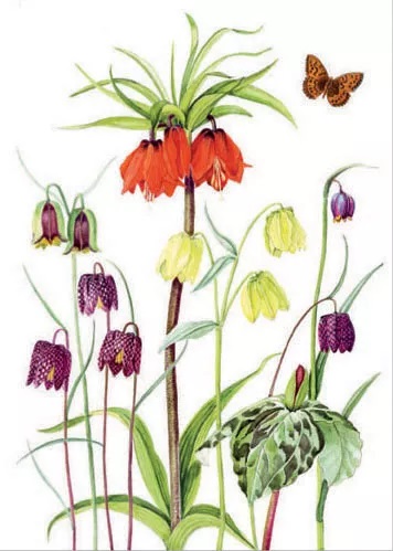 'Fritillaries and Trillium with Fritillary Butterfly' by Ann Fraser (B573) 