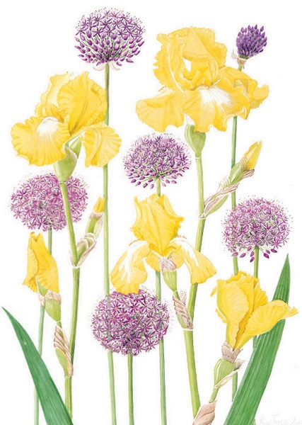 'Yellow Tall Bearded Iris with Alliums' by Ann Fraser (B007)