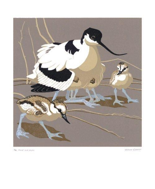 'Avocet and Chicks' by Robert Gillmor (A435) 