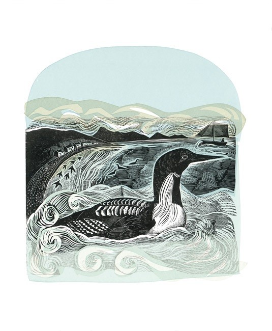 'Black-throated Diver at St Kilda' by Angela Harding (A697) (AH1856)