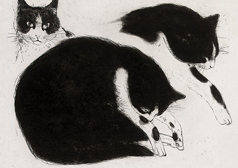 'Black and White Cat, 1995' by Elizabeth Blackadder RA (C010) *