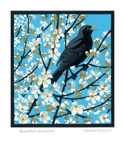 'Blackthorn Blackbird' by Robert Gillmor (A552) *