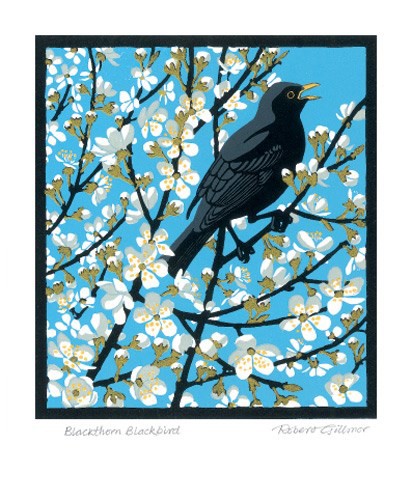 'Blackthorn Blackbird' by Robert Gillmor (A552)