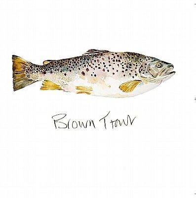 'Brown Trout' by Angie Horder (L024)