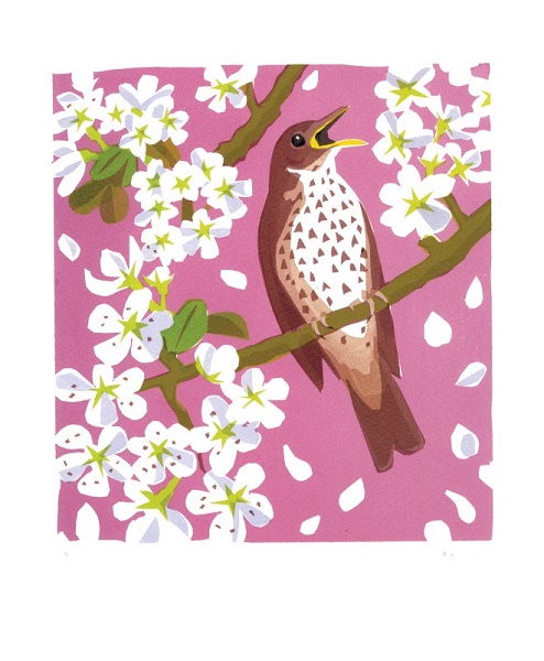 'Song Thrush' by Carry Akroyd (A907) * 