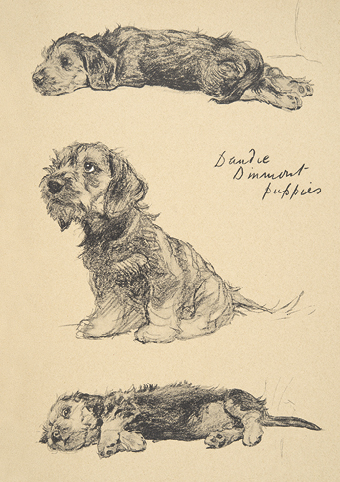 'Dandie Dinmont Puppies' 1930 by Cecil Aldin RA (C561) *