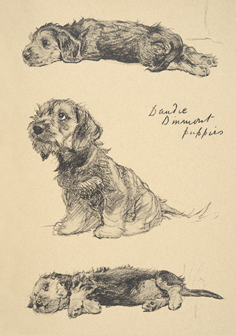'Dandie Dinmont Puppies' 1930 by Cecil Aldin RA (C561) d