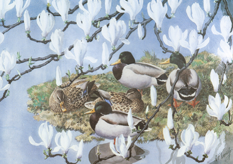 'Mallards and Magnolia' 1946 by Charles Tunnicliffe OBE RA (C554) * 