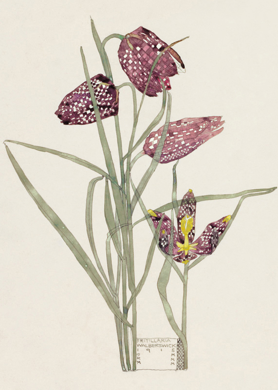 'Fritillaria' by Charles Rennie Mackintosh (V050) 