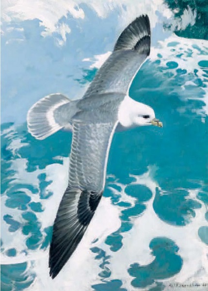'Fulmar' by Keith Shackleton (B595) 