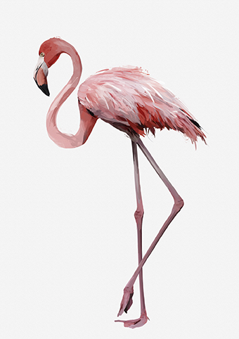 'Be a Flamingo' by Green Lili (C507) 