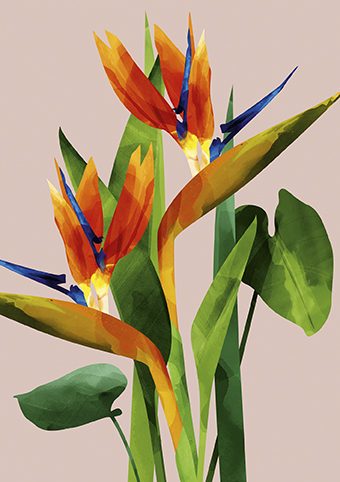 'Birds of Paradise' by Green Lili (C506) * 