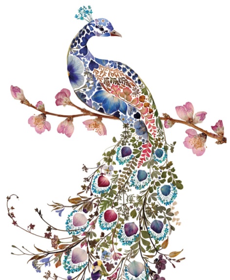 'Peacock' by Helen Ahpornsiri (V143) 