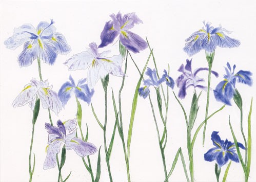 'Irises' by Elizabeth Blackadder (B084) 