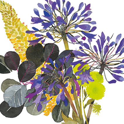 'Agapanthus' by Jane Ormes (C656) 