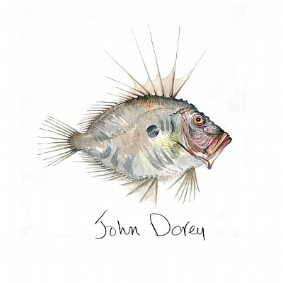 'John Dorey' by Angie Horder (L121)
