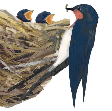 'Swallow Feeding Chicks' by Kyoko Nemoto (T136) NEW