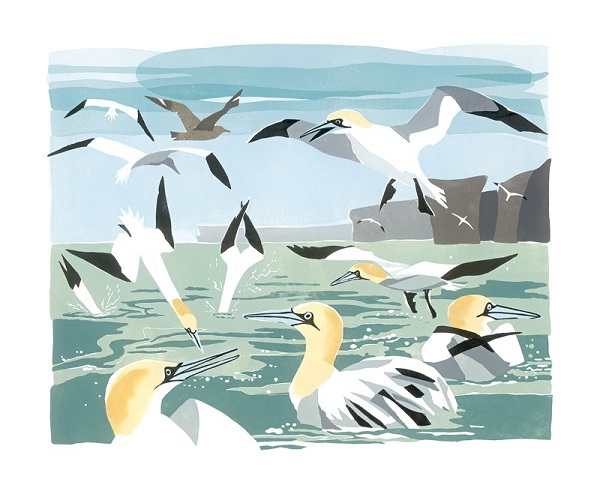 'Gannets' by Lisa Hooper (A035) 