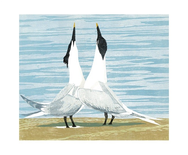 'Sandwich Terns' by Lisa Hooper (A361)