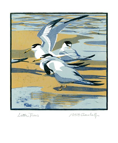 'Little Terns' by Robert Greenhalf (A529) *