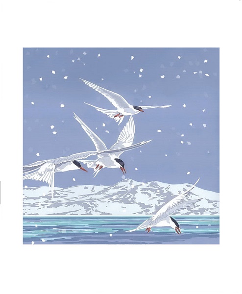 'Snowy Terns' by Lizzie Perkins (A936w) 