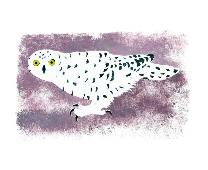 'Arctic Visitor' by Mick Manning (A212w) NEW 