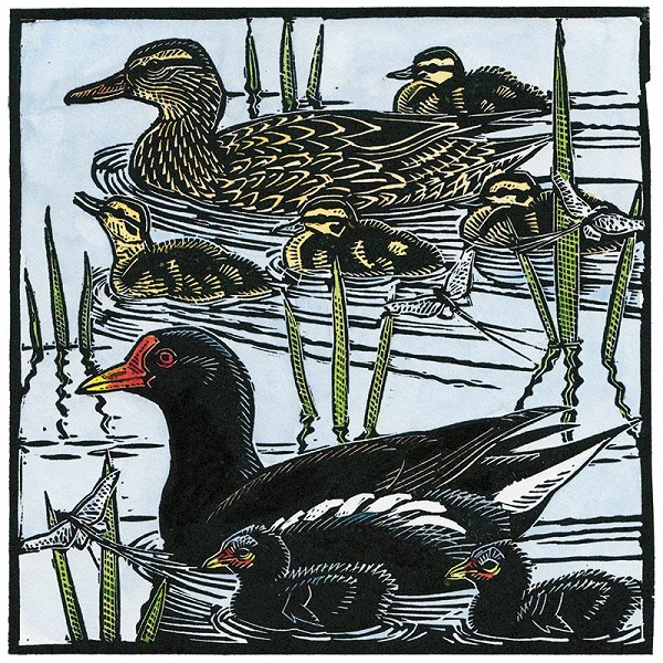 'Moorhens, Mallards & Mayflies' by Richard Jarvis (Q175) *