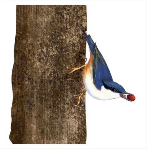 'Nuthatch' by Kyoko Nemoto (T145) NEW 