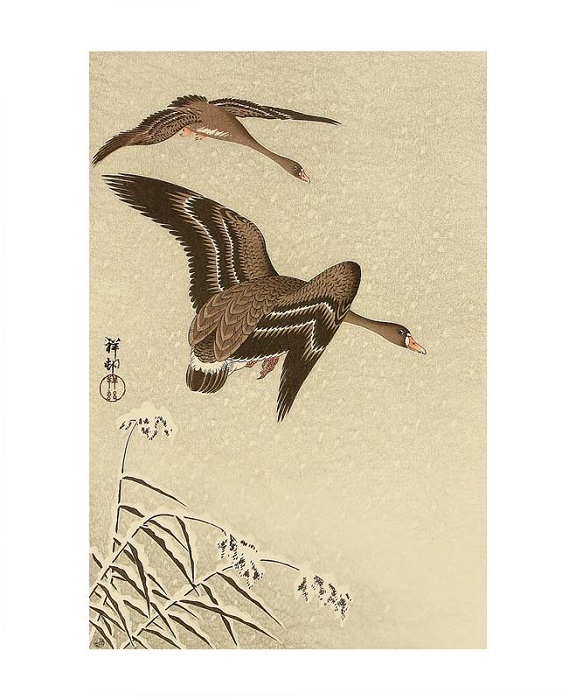 'Two White Fronted Geese Flying in Snow' by Ohara Koson (A087w) 