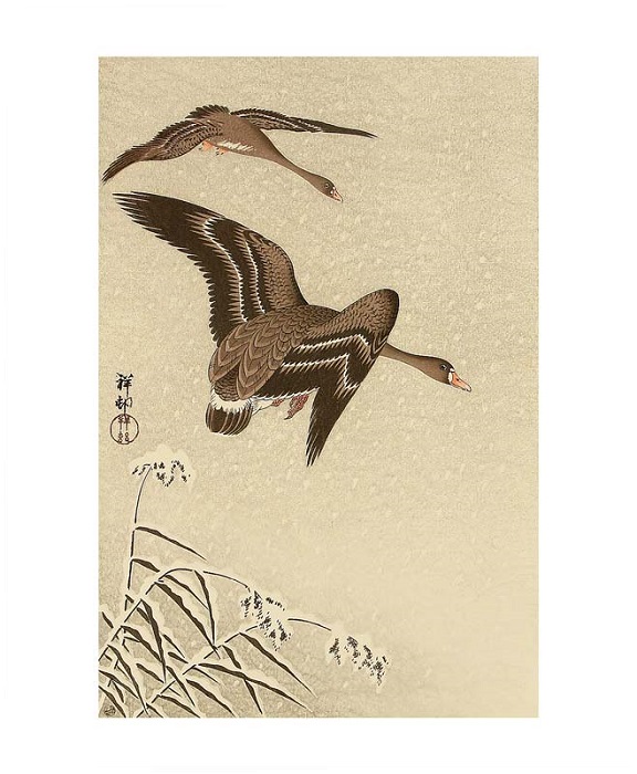'Two White Fronted Geese Flying in Snow' by Ohara Koson (A087w) 