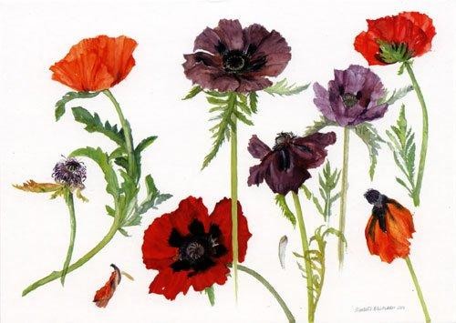 'Oriental Poppies' by Dame Elizabeth Blackadder (B076) 