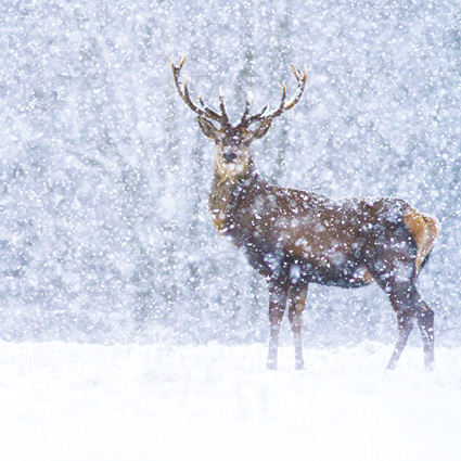 'Red Deer in Snow' (5 card pack) (xapp3) 