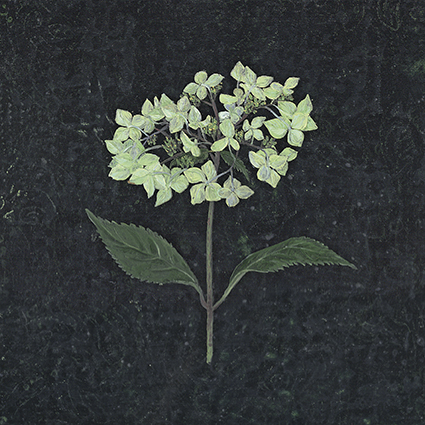 'Pale Green Hydrangea' 2016 by Melanie Miller (C429) * 