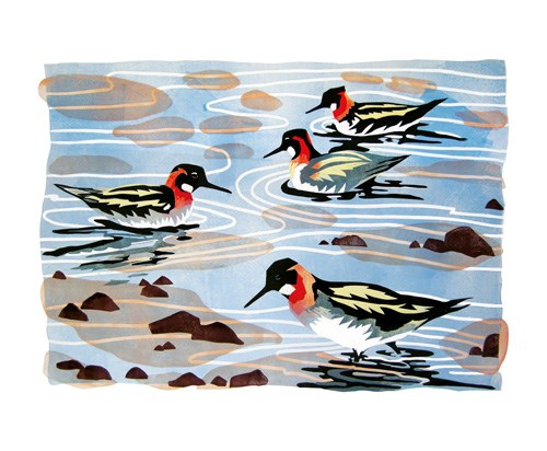 'Phalaropes, Shetland' by Lisa Hooper (A826) *