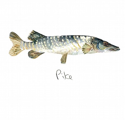 'Pike' by Angie Horder (L119d) Was 3.15, now 1.75