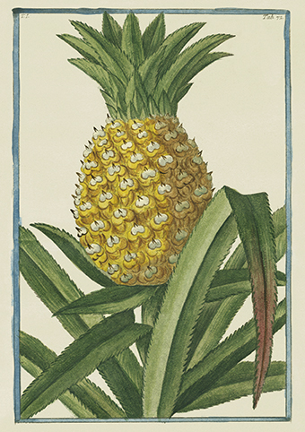 'Pineapple from 'Hortus Romanus', Rome 1772 by Cesare Ubertini (C424) d